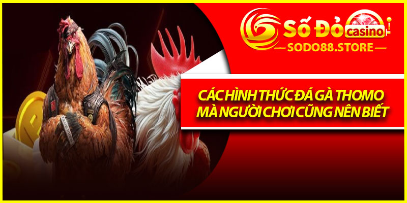 Các hình thức đá gà thomo mà người chơi cũng nên biết