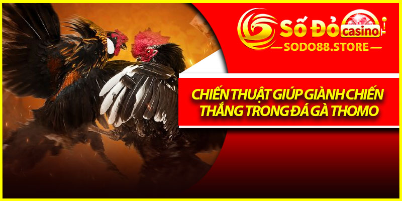 Chiến thuật giúp giành chiến thắng trong đá gà thomo