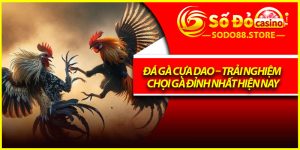 Đá Gà Cựa Dao – Trải Nghiệm Chọi Gà Đỉnh Nhất Hiện Nay