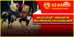 Đá Gà Cựa Sắt – Môn Giải Trí Kịch Tính Được Ưa Chuộng Nhất