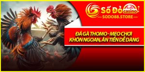 Đá Gà Thomo - Mẹo Chơi Khôn Ngoan, Ăn Tiền Dễ Dàng