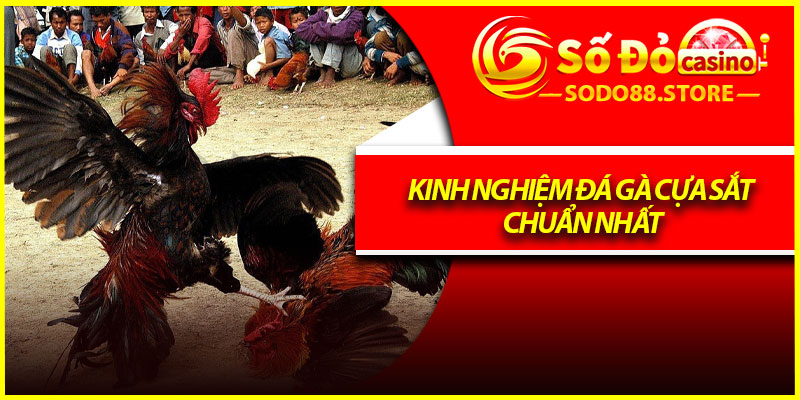 Kinh nghiệm đá gà cựa sắt chuẩn nhất