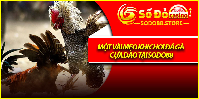 Một vài mẹo khi chơi đá gà cựa dao tại Sodo88