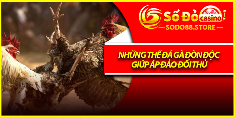 Những thế đá gà đòn độc giúp áp đảo đối thủ