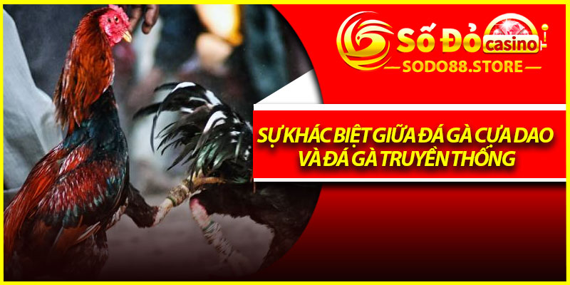 Sự khác biệt giữa đá gà cựa dao và đá gà truyền thống