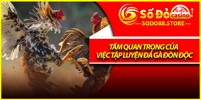 Tầm quan trọng của việc tập luyện đá gà đòn độc