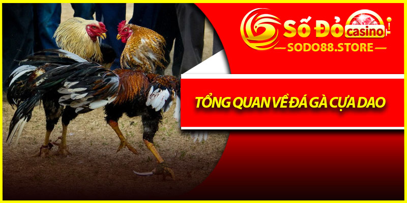 Tổng quan về đá gà cựa dao