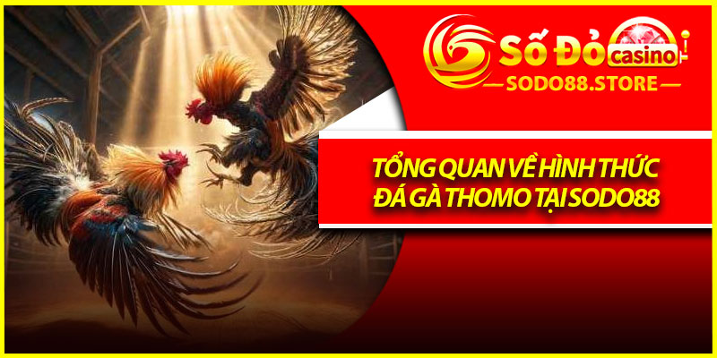 Tổng quan về hình thức đá gà thomo tại Sodo88